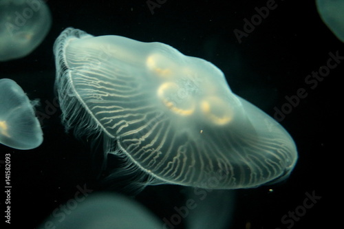 Jellyfish © Rebecca