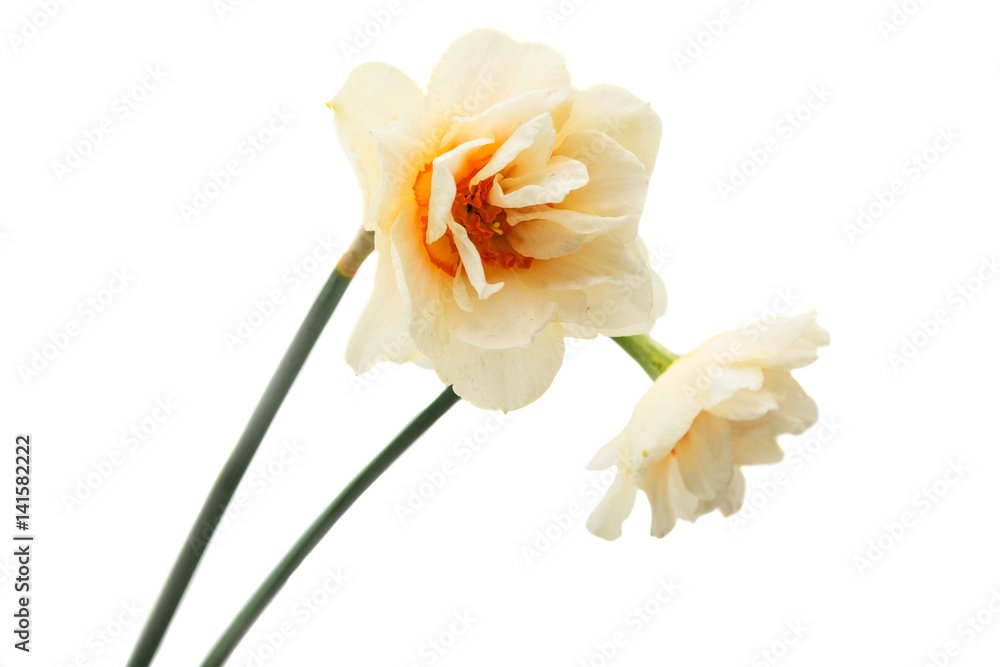 Daffodil flower isolated Daffodil flower isolated