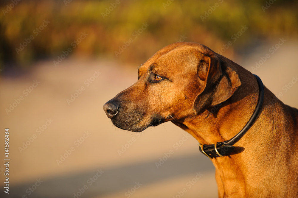 Rhodesian Ridgeback dog portrait