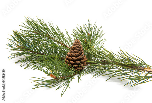 Sprig of pine with cones isolated