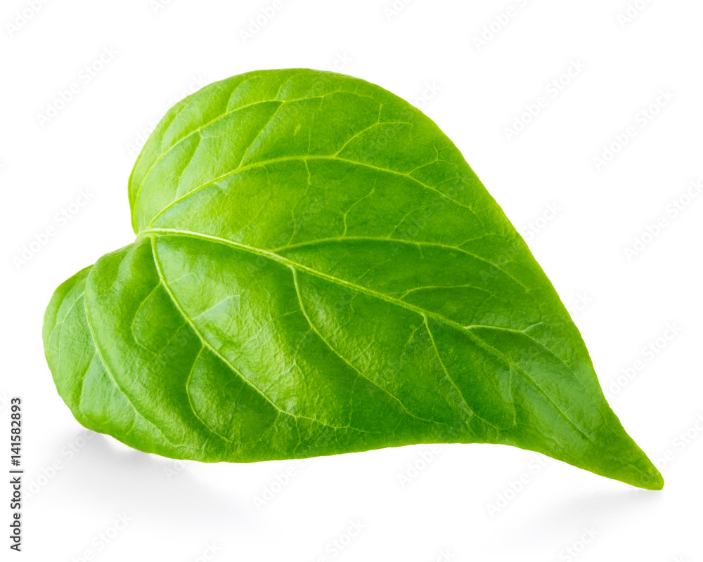 Obraz premium Green leaf isolated