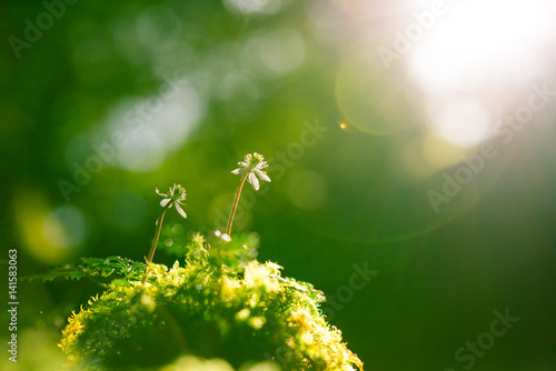 Moss and flowers