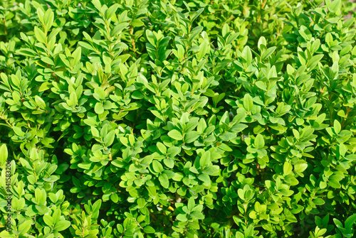 boxwood branch as nature background