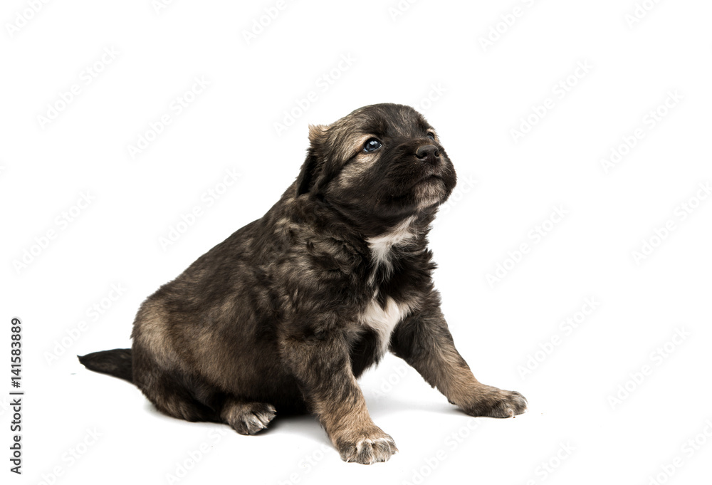 Puppy isolated Puppy isolated