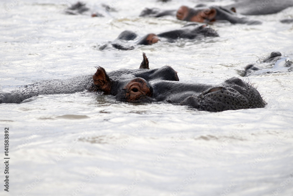 Fototapeta premium St Lucia Hluhluwe Mfolozi South Africa