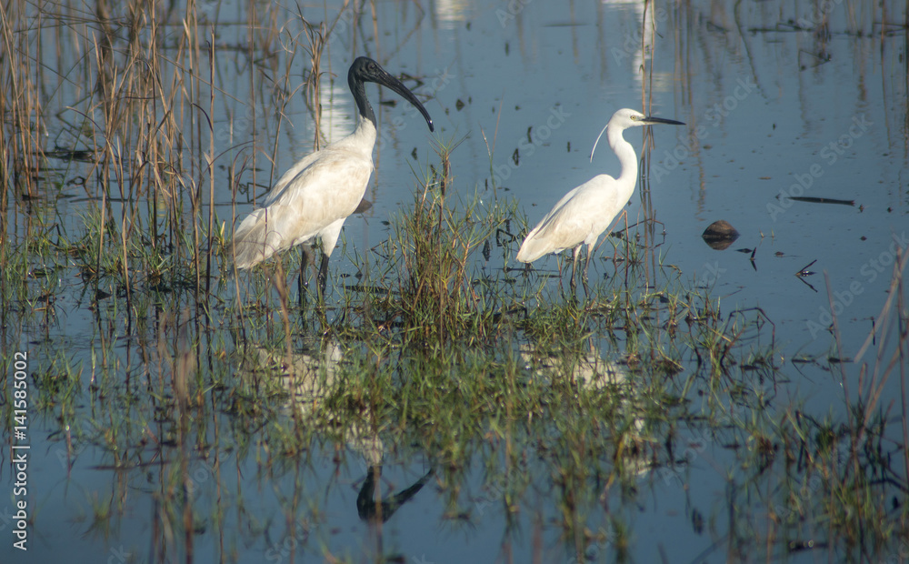 A Black-headed Ibis and a Little Heron A Black-headed Ibis and a Little Heron
