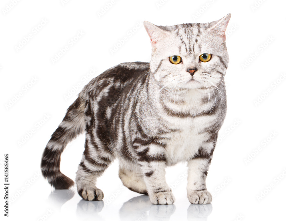 Obraz premium Cute silver-white kitten siting isolated