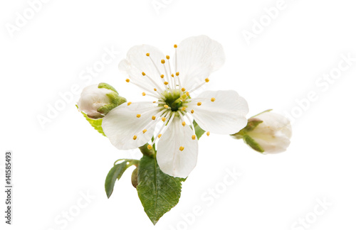 Fototapeta Naklejka Na Ścianę i Meble -  cherry blossom flowers isolated