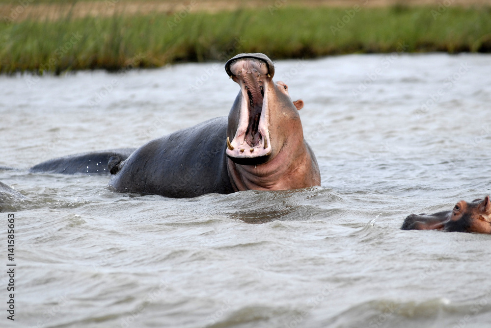 Fototapeta premium St Lucia Hluhluwe Mfololzi South Africa