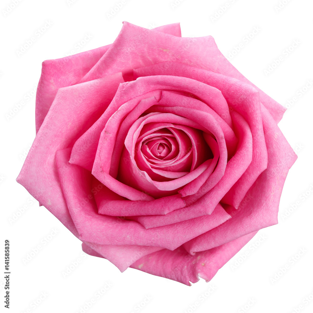  pink rose head isolated  on white  background  - obrazy, fototapety, plakaty 