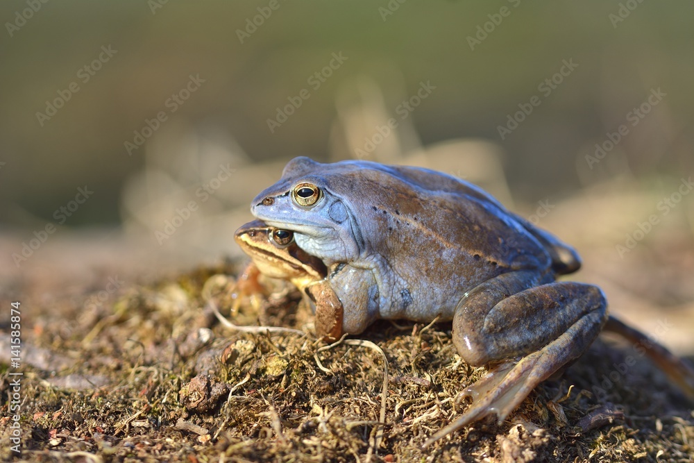 Fototapeta premium Process of breeding moorfrog (Rana arvalis)