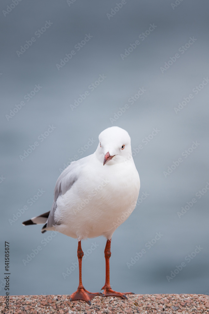 Seagull Seagull