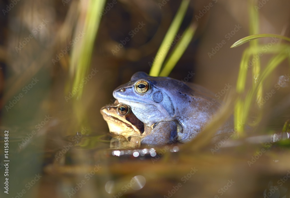 Process of breeding moorfrog (Rana arvalis) Process of breeding moorfrog (Rana arvalis)