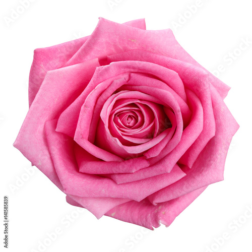  pink rose head isolated on white background 