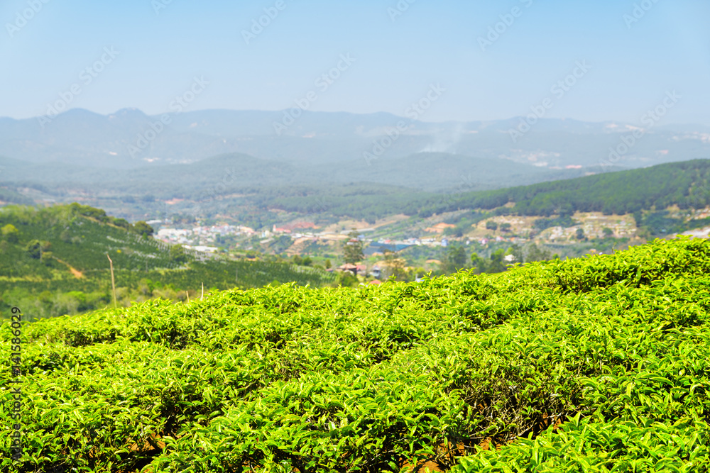 Amazing young bright green tea bushes at tea plantation