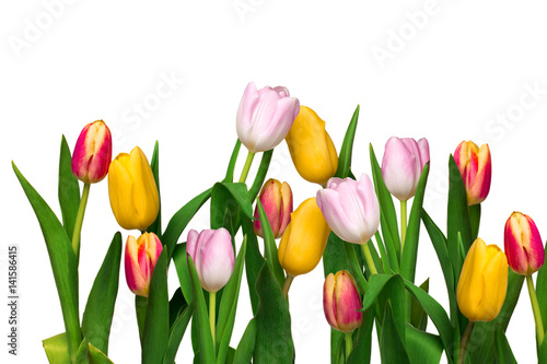 Fototapeta Naklejka Na Ścianę i Meble -  Tulips isolated on white