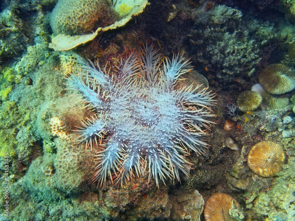 Obraz premium Starfish