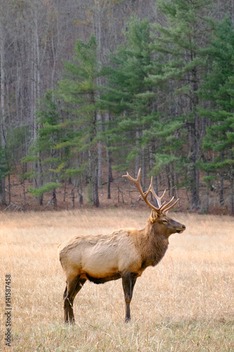Bull elk with large rack standing in profile alone in a meadow