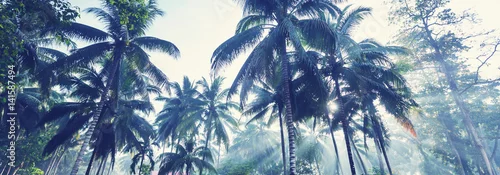 Obraz Plantacja palmy