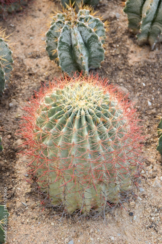 green cactus tree on sand floor green cactus tree on sand floor