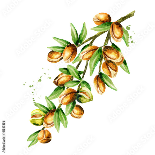 Branch of the argan tree, can be used as a design element for the decoration of cosmetic or food products using argan oil. Hand-drawn watercolor sketch photo