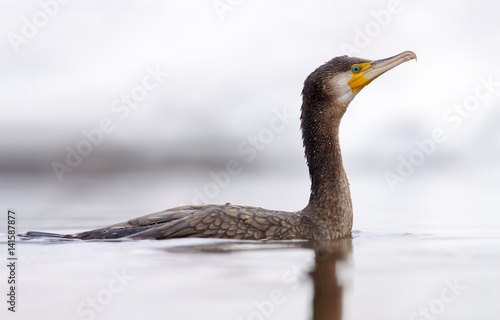 Great cormorant swimming in winter river © NickVorobey.com