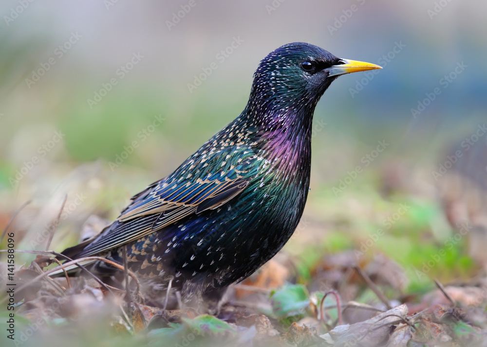 Shining Common Starling posing in the grass Shining Common Starling posing in the grass
