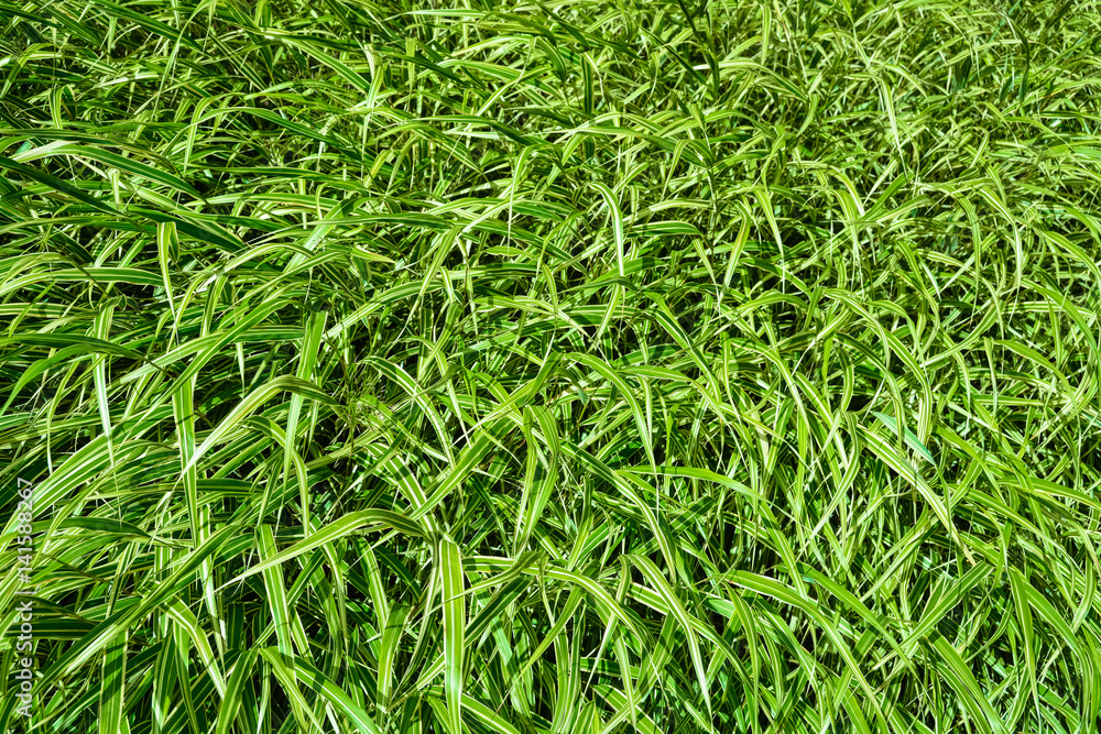 Green grass texture Green grass texture
