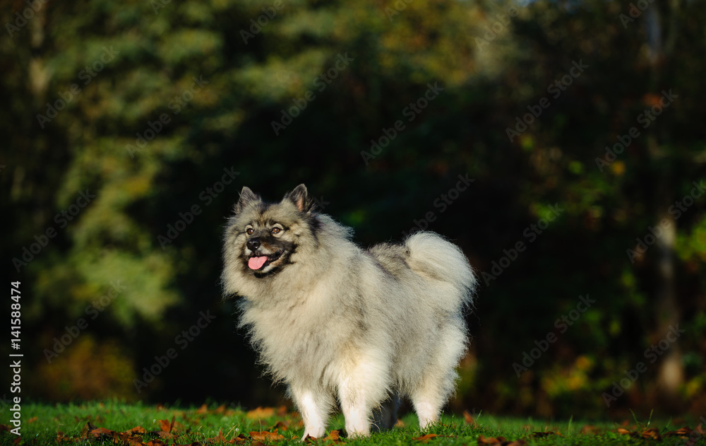 Obraz premium Keeshond dog on grass with trees
