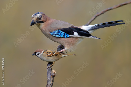 Eurasian Jay and Tree Sparrow size camparison on a willow twig 