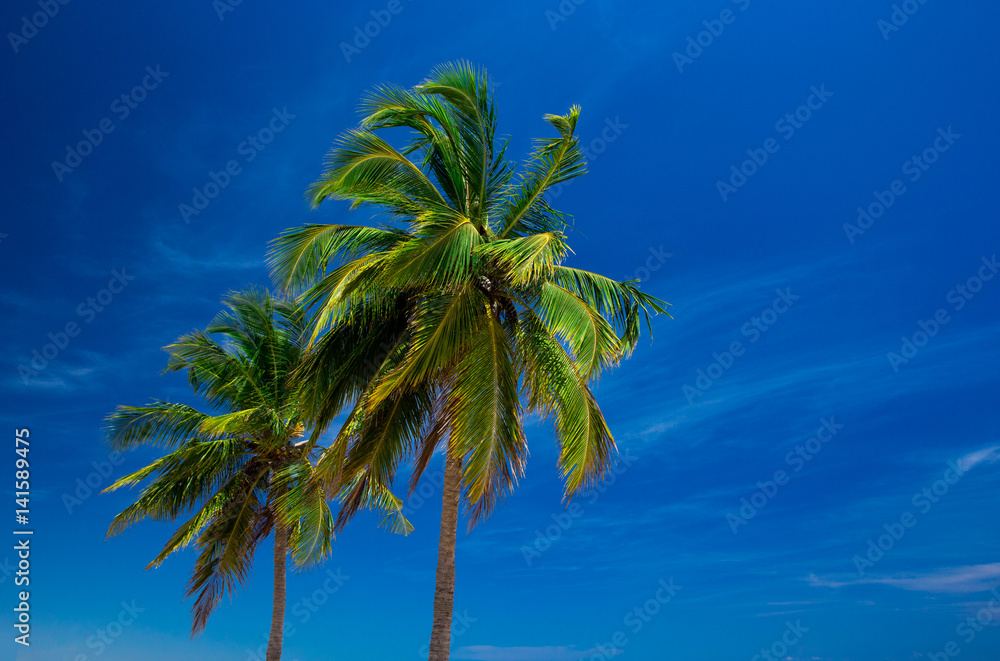 Fototapeta premium palm on sky