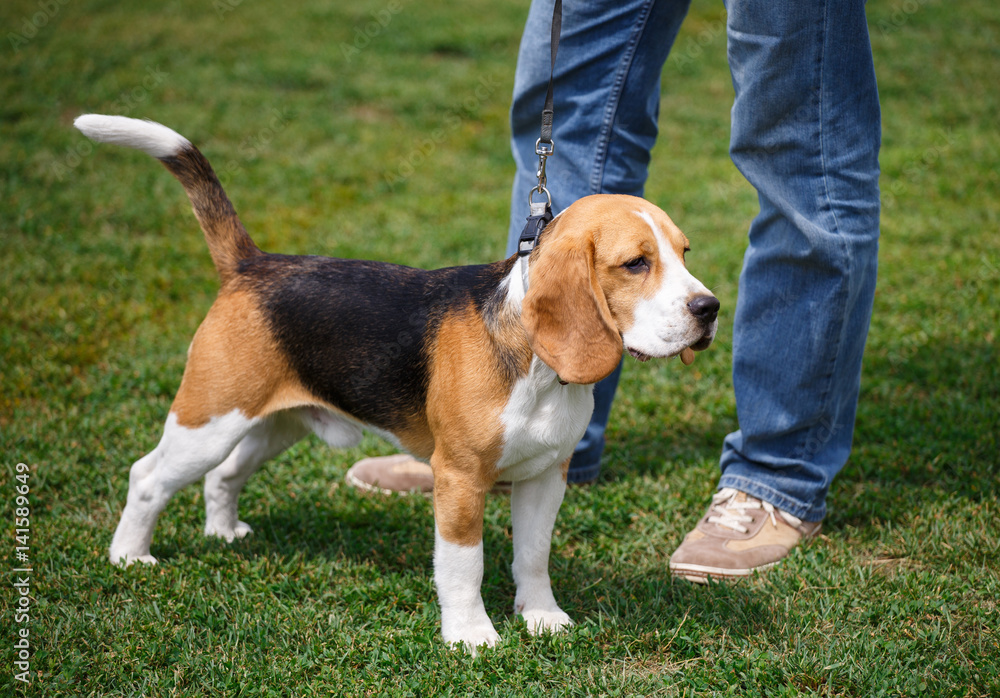 beagle puppy in breed dog