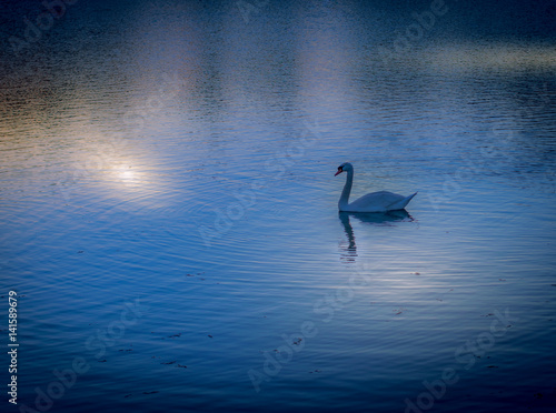 Fototapeta Naklejka Na Ścianę i Meble -  Swan Lake