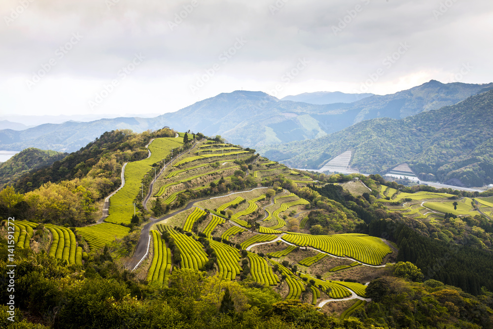 Obraz premium 新緑の茶畑