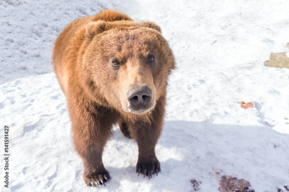 Wild brown bear looking at camera close-up wide angle shot with snow on background