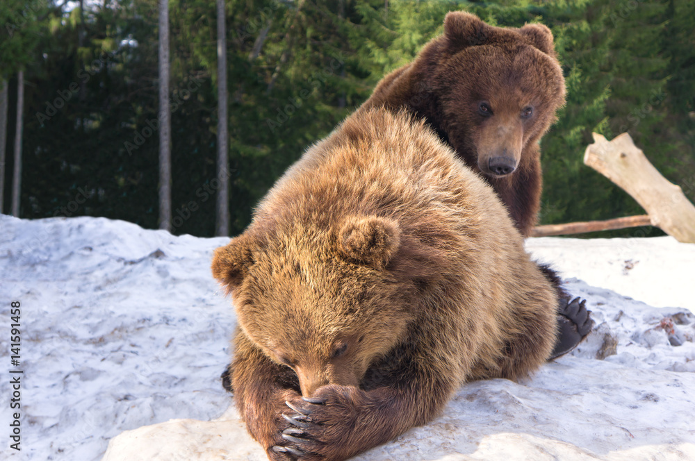 Obraz premium Two brown bears playing outdoors on snow in wild nature forest