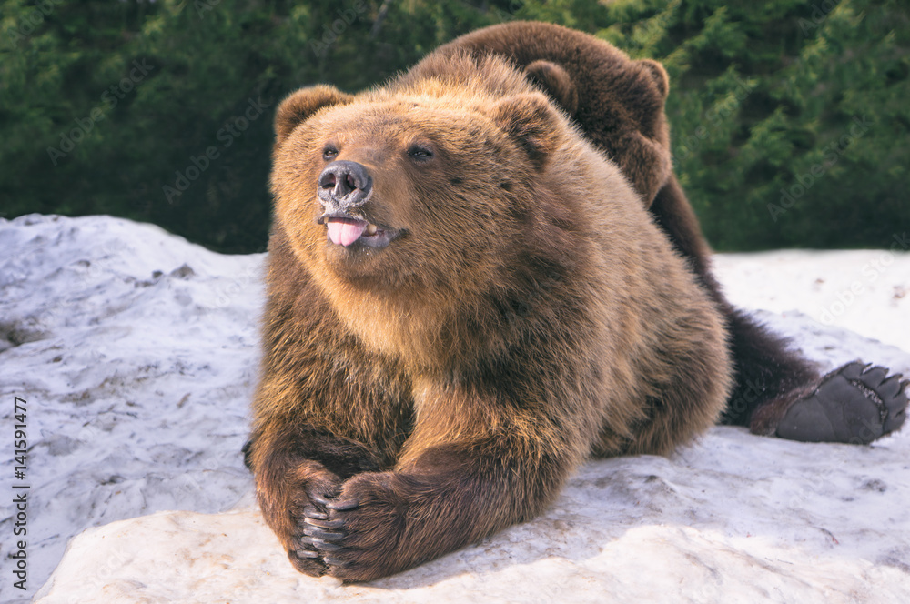 Obraz premium Funny brown bear show tongue at camera