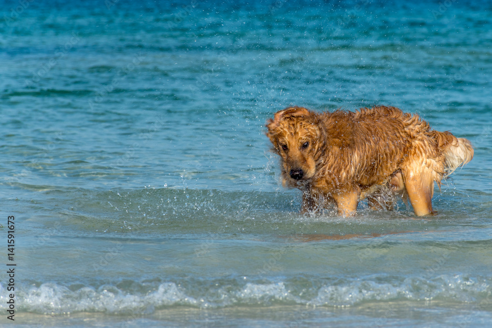 A Golden Retriever dog playing fetch in the sea.