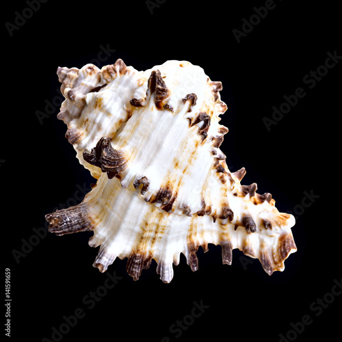Nautilus shell on black