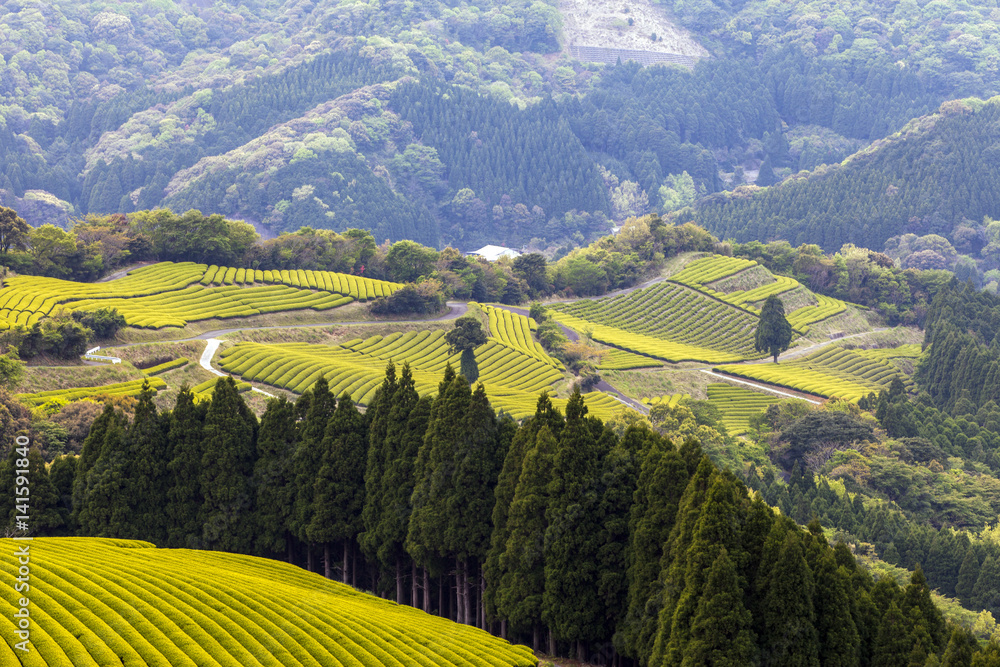 Fototapeta premium 新緑の茶畑