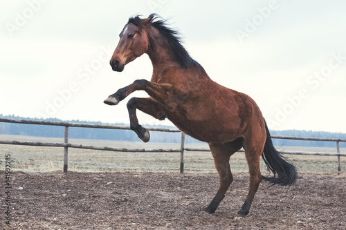 Trakehner bay horse has fun at liberty