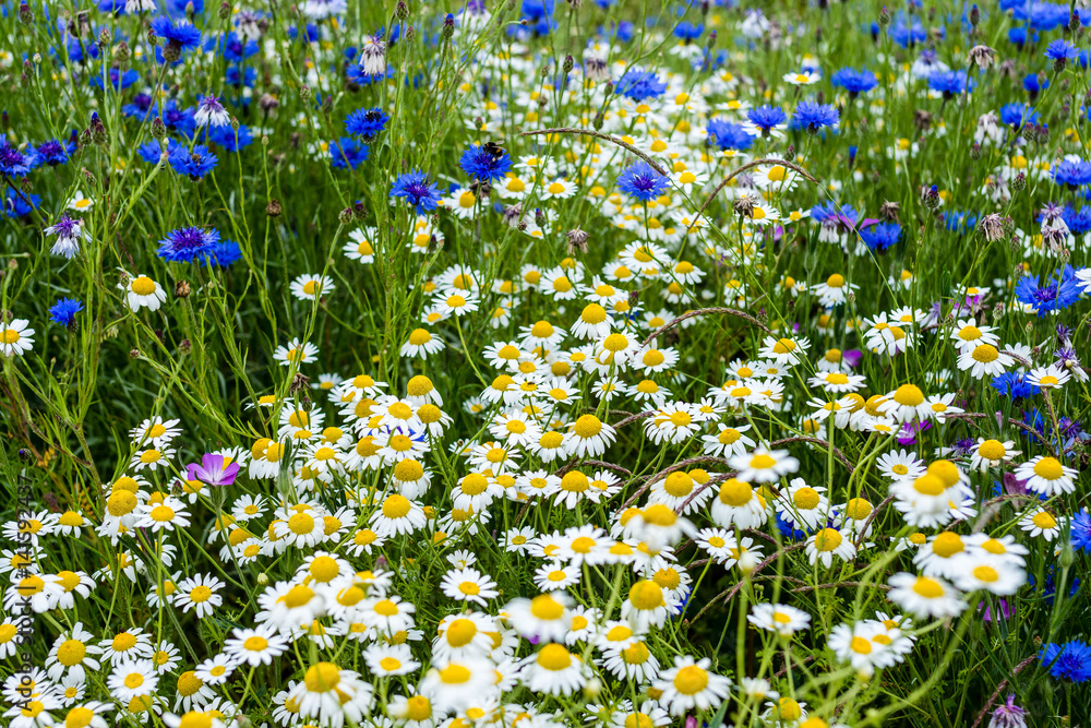 Fototapeta premium A field of wild colourful country flowers and plants