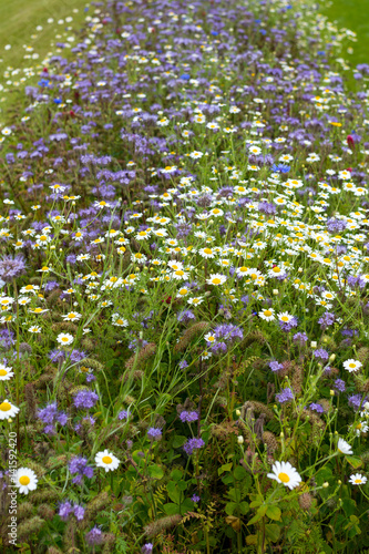 A field of wild colourful country flowers and plants