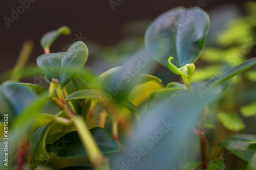 macro detail of a tropical plant with green leafs 