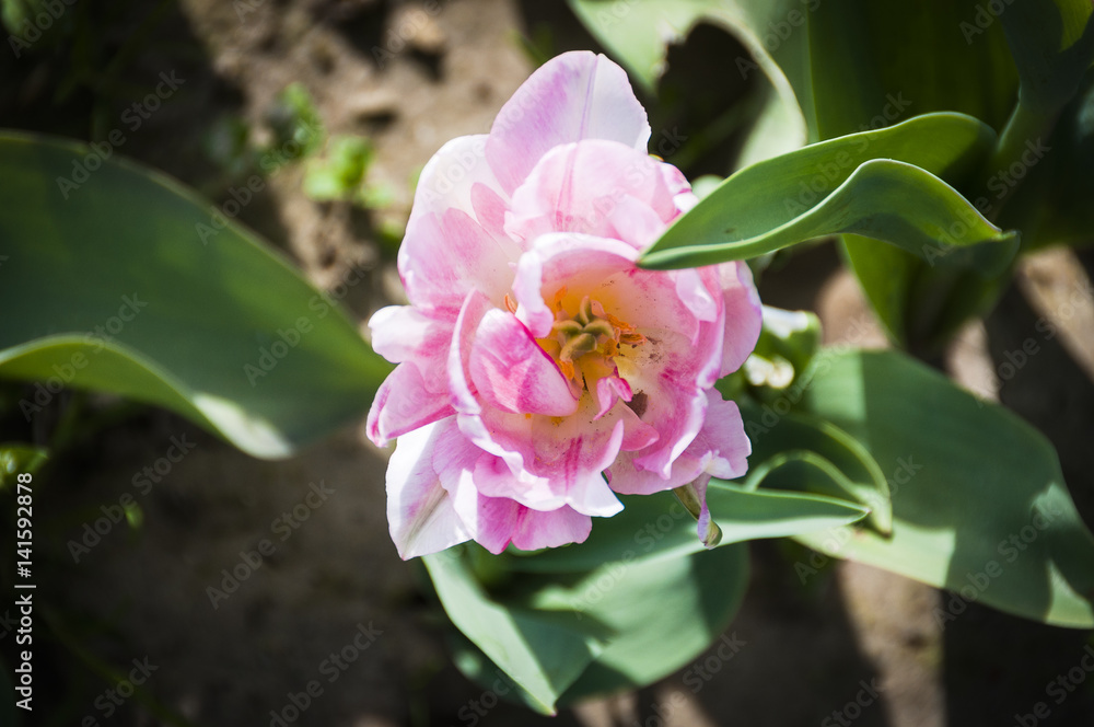 Baselland, Tulpe, pink, Tulpenfeld, Frühling Blumenstrauss, Blumenfeld, Blütezeit, Zwiebelblume, Frühlingssonne, Schweiz