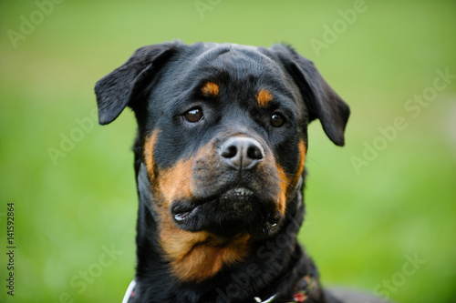 Rottweiler dog head shot