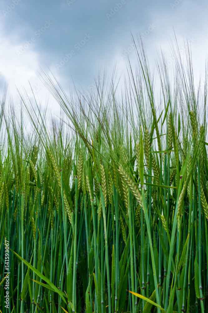 Close up of young corn growing in a field. Close up of young corn growing in a field.