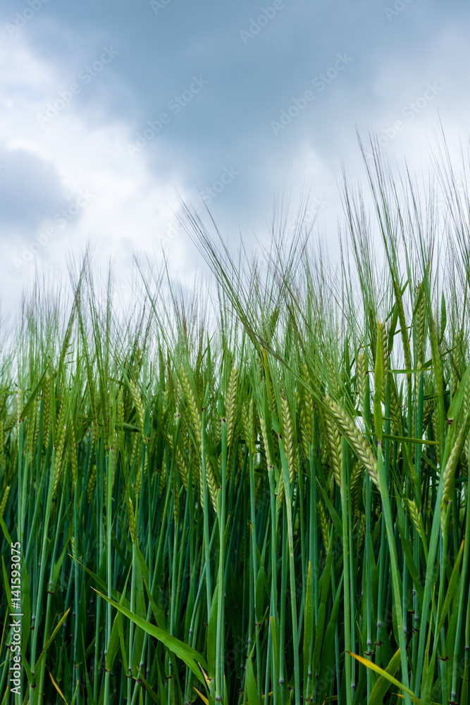 Close up of young corn growing in a field.