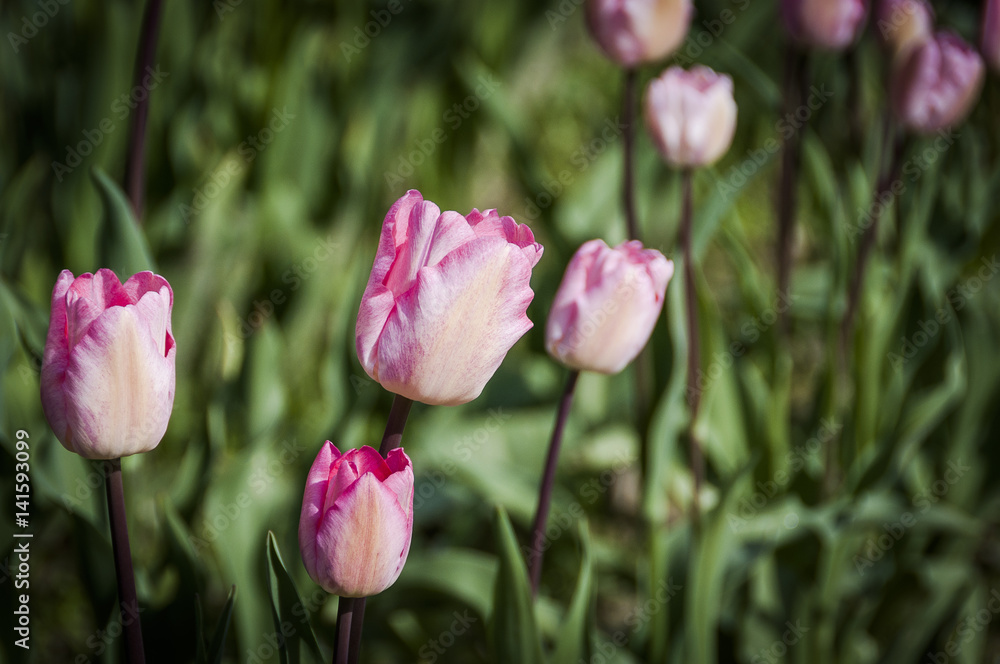 Tulpe, Tulpen, Basel, Tulpenfeld, Blumenfeld, Frühling, Frühlingsblume, Zwiebelblume, Gartenarbeit, Frühlingsspaziergang, Schweiz Tulpe, Tulpen, Basel, Tulpenfeld, Blumenfeld, Frühling, Frühlingsblume, Zwiebelblume, Gartenarbeit, Frühlingsspaziergang, Schweiz