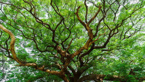 Branches of The Hundred Years Giant Samanea or Albizia saman in Kanchanaburi  Thailand
